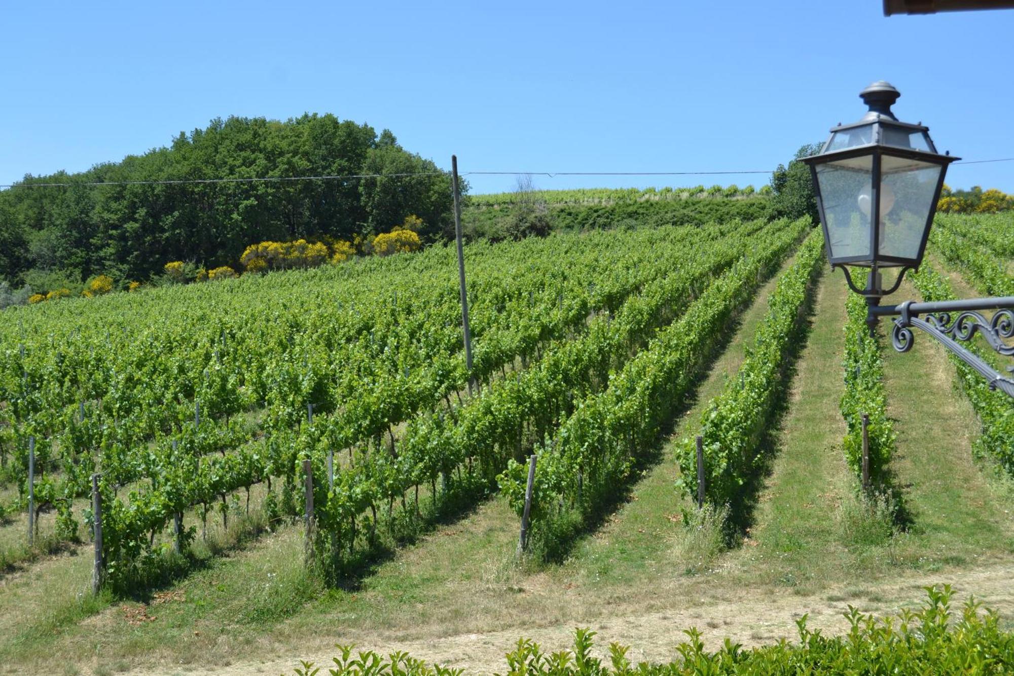 Tenuta Pizzogallo Amelia Kültér fotó